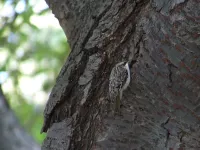 Amerikaanse boomkruiper [Certhia americana]